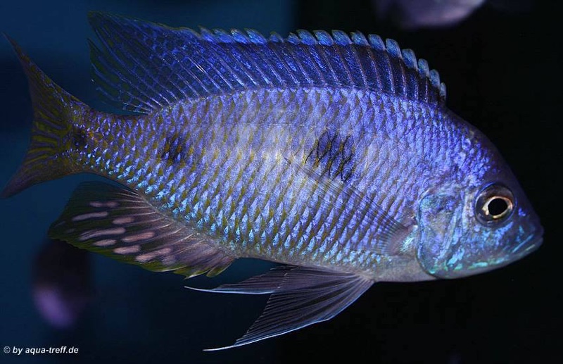 Copadichromis chizumuluensis 'Chizumulu Island'